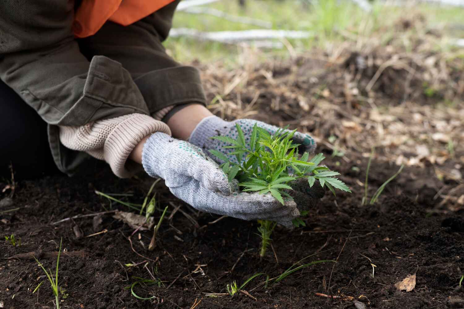 The Steps Involved in Our Tree Care Process in Lake Shore, UT